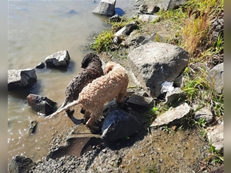 Gaius, 4 Monate alter Lagotto Romagnolo