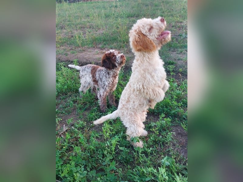 Gaius, 4 Monate alter Lagotto Romagnolo