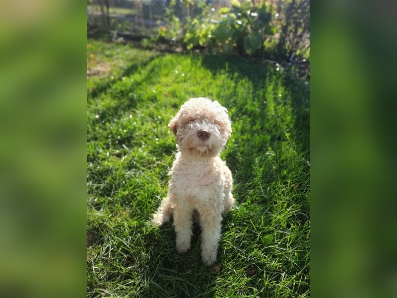 Gaius, 4 Monate alter Lagotto Romagnolo