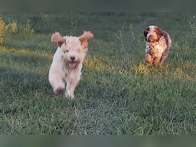 Gaius, 4 Monate alter Lagotto Romagnolo