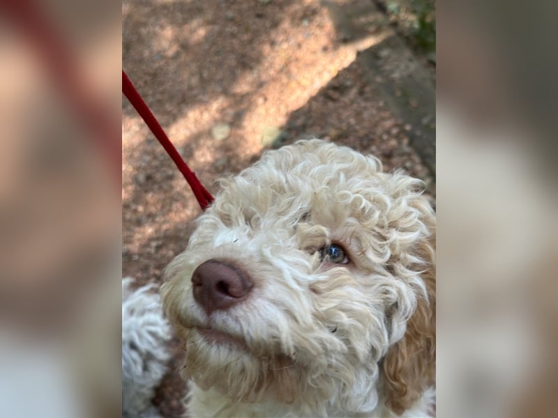 Gaius, 4 Monate alter Lagotto Romagnolo