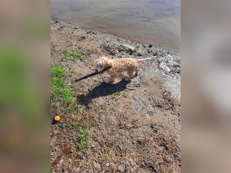 Gaius, 4 Monate alter Lagotto Romagnolo