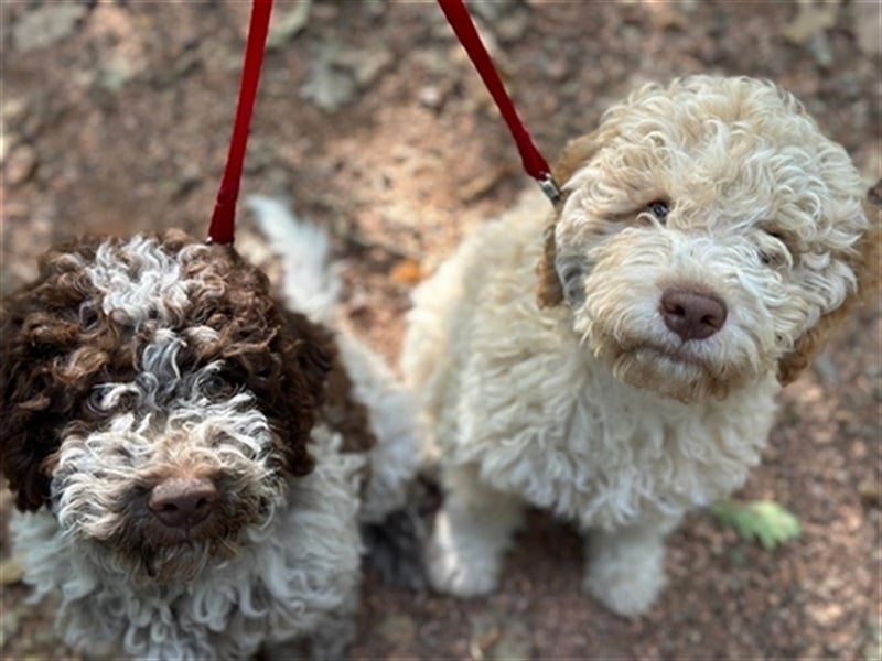 Gaius, 4 Monate alter Lagotto Romagnolo