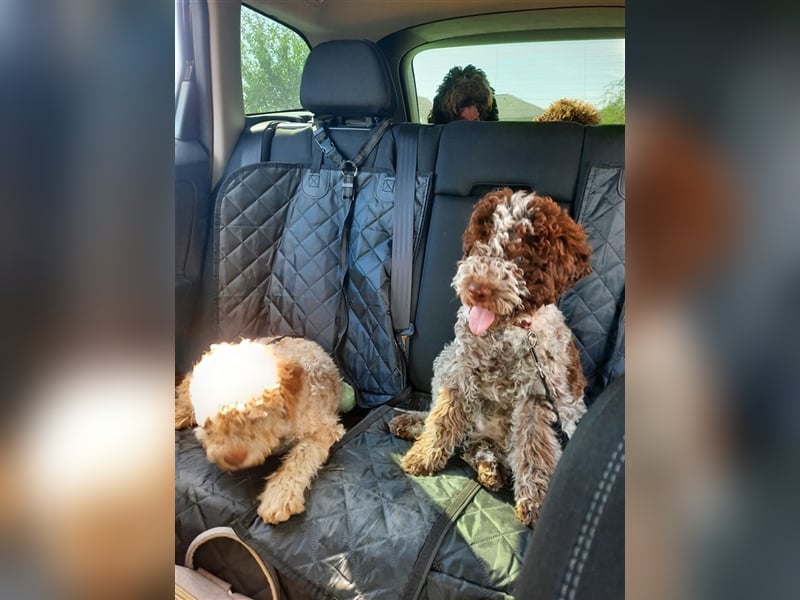 Gaius, 4 Monate alter Lagotto Romagnolo