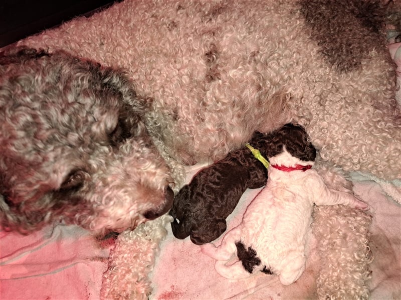 Lagotto Romagnolo Welpen