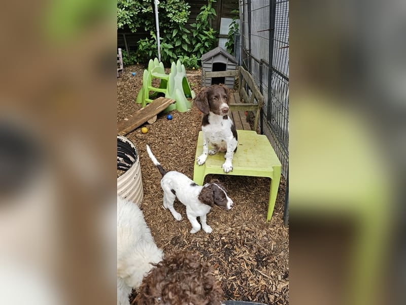 Lagotto Romagnolo Welpen (Rüde und Hündin) vom Fichtelhof