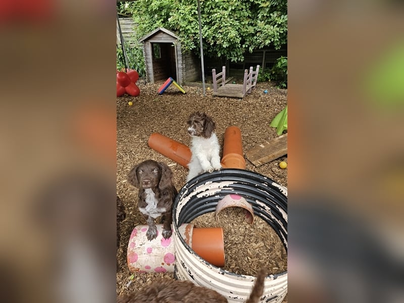 Lagotto Romagnolo Welpen (Rüde und Hündin) vom Fichtelhof