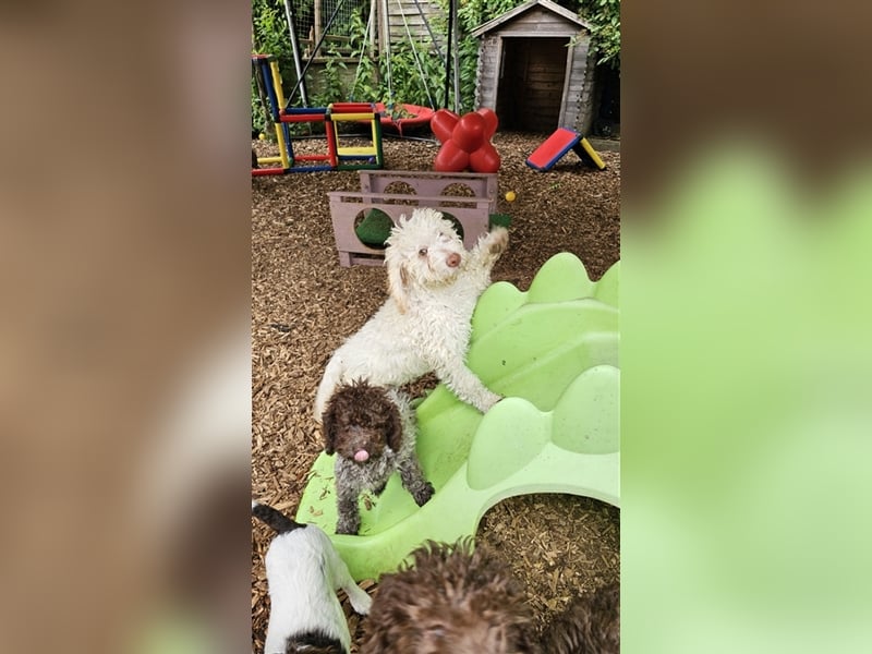 Lagotto Romagnolo Welpen (Rüde und Hündin) vom Fichtelhof