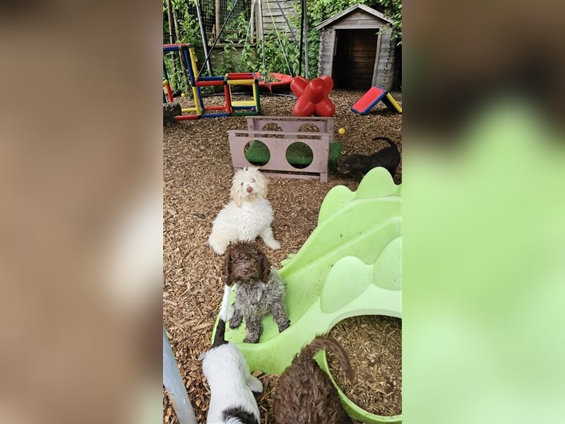 Lagotto Romagnolo Welpen (Rüde und Hündin) vom Fichtelhof