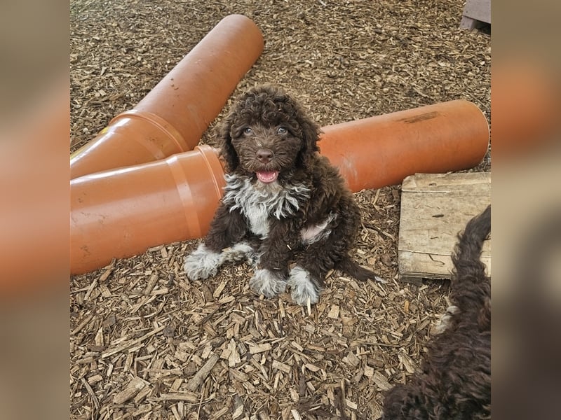 Lagotto Romagnolo Welpen (Rüde und Hündin) vom Fichtelhof