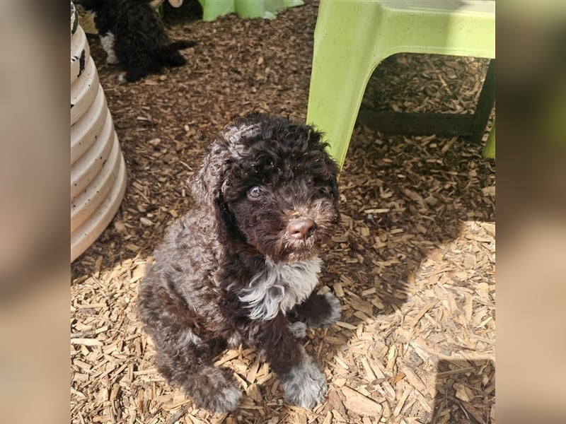 Lagotto Romagnolo Welpen (Rüde und Hündin) vom Fichtelhof