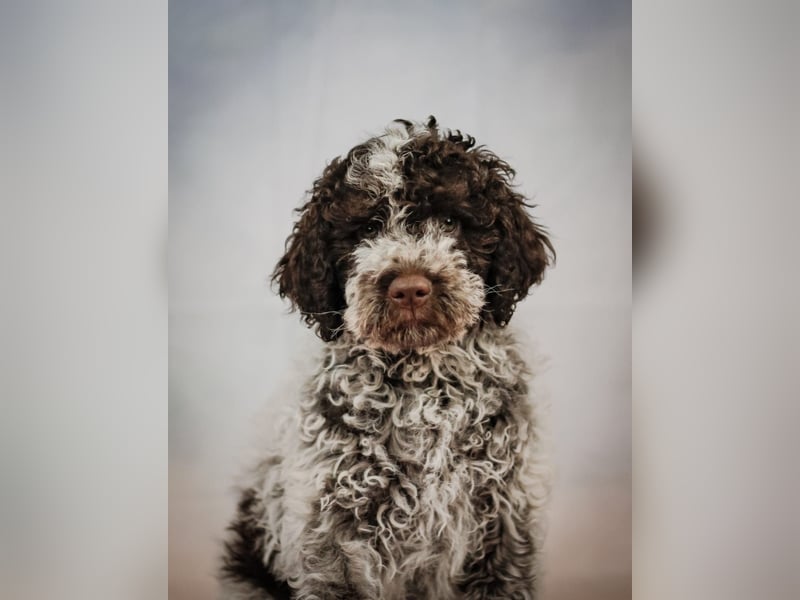 Lagotto Romagnolo