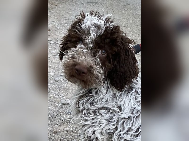 Lagotto Romagnolo
