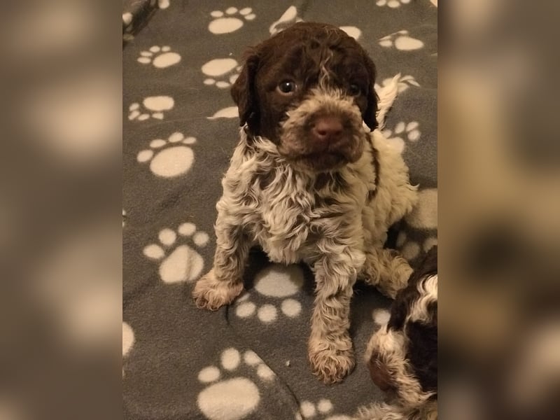 Lagotto Romagnolo