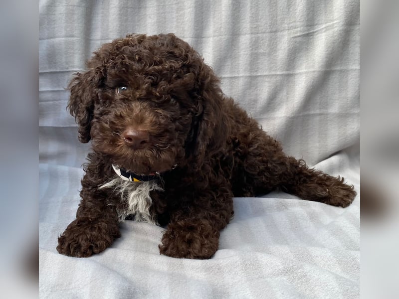 Lagotto Romagnolo