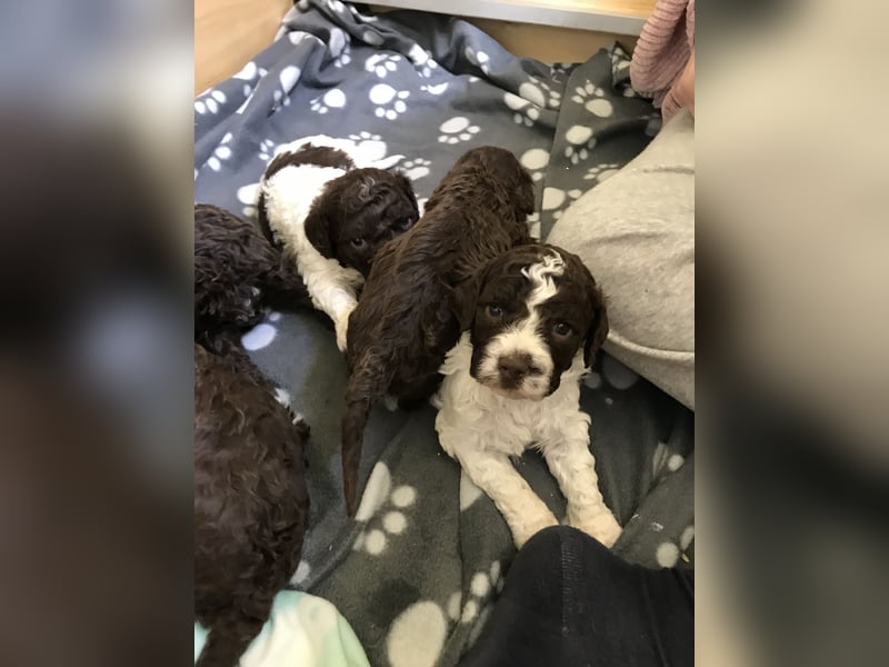 Lagotto Romagnolo