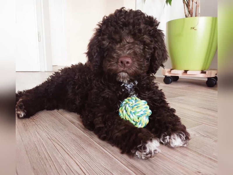 Lagotto Romagnolo
