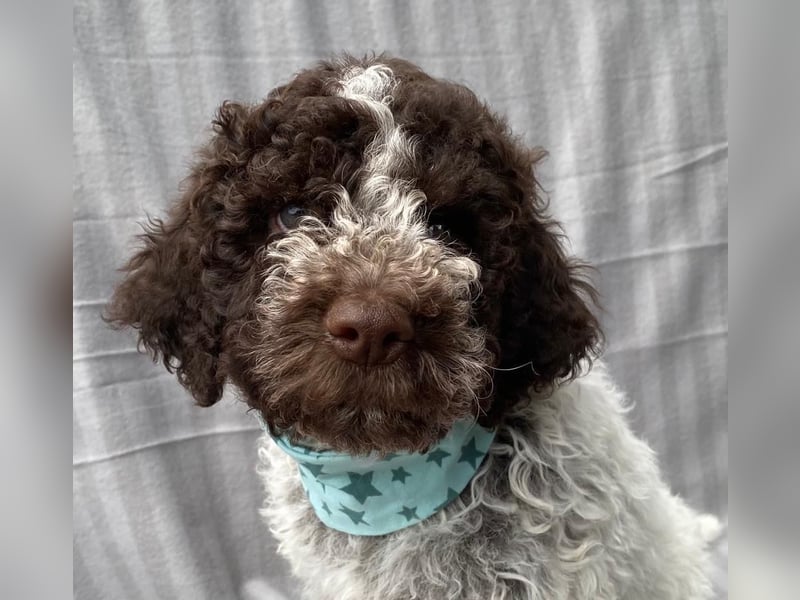 Lagotto Romagnolo