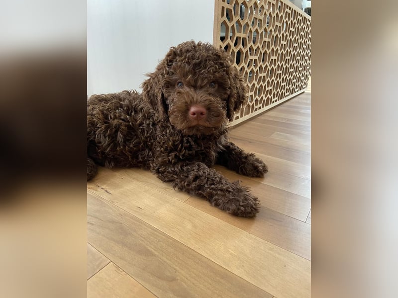 Lagotto Romagnolo