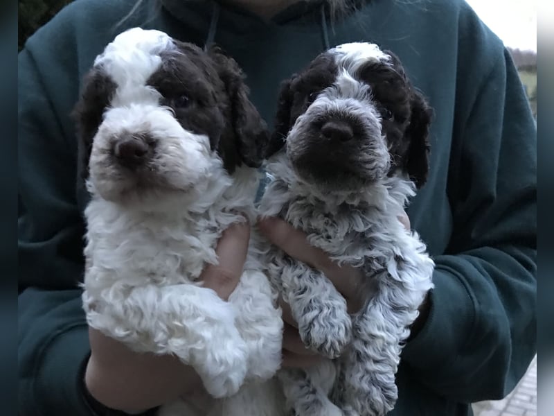 Lagotto Romagnolo