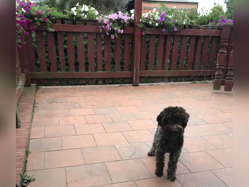 Lagotto Romagnolo