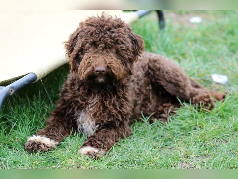 Lagotto Romagnolo