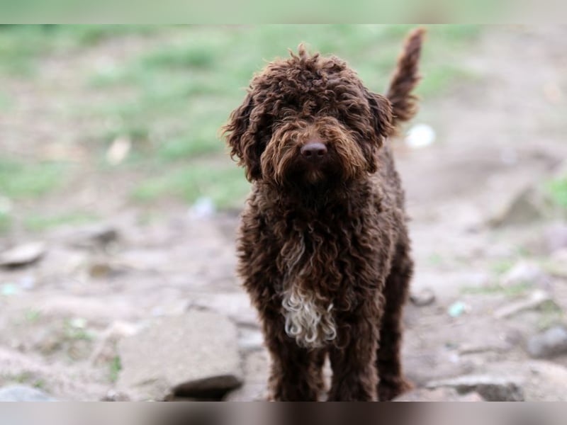 Lagotto Romagnolo
