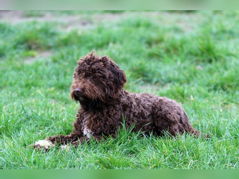 Lagotto Romagnolo