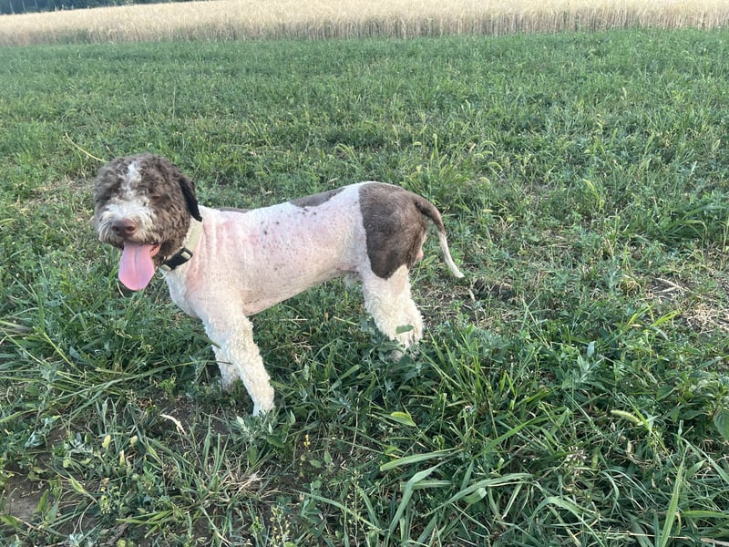 Hugo, a purebred Lagotto Romagnolo male, 9 months old