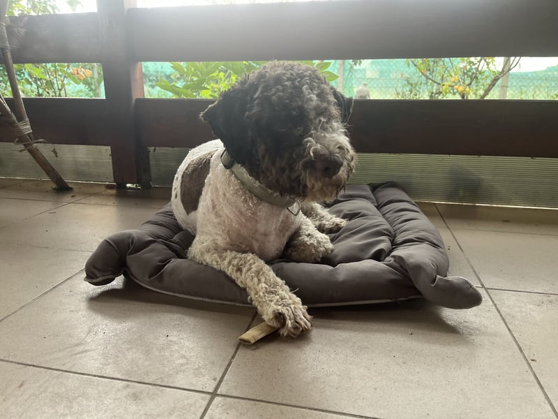 Hugo, a purebred Lagotto Romagnolo male, 9 months old