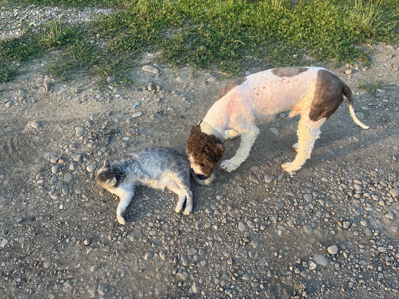 Hugo, a purebred Lagotto Romagnolo male, 9 months old