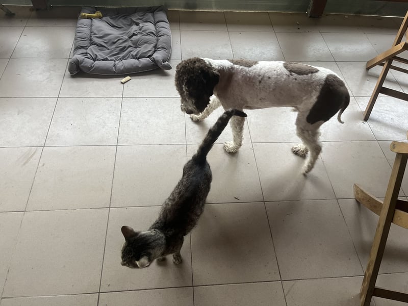 Hugo, a purebred Lagotto Romagnolo male, 9 months old