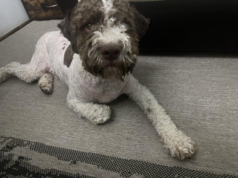 Hugo, a purebred Lagotto Romagnolo male, 9 months old