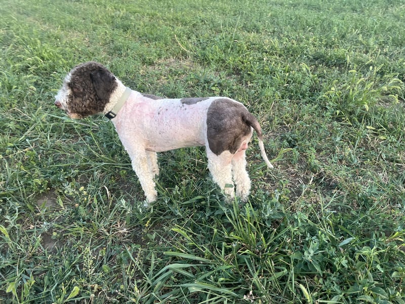 Hugo, a purebred Lagotto Romagnolo male, 9 months old