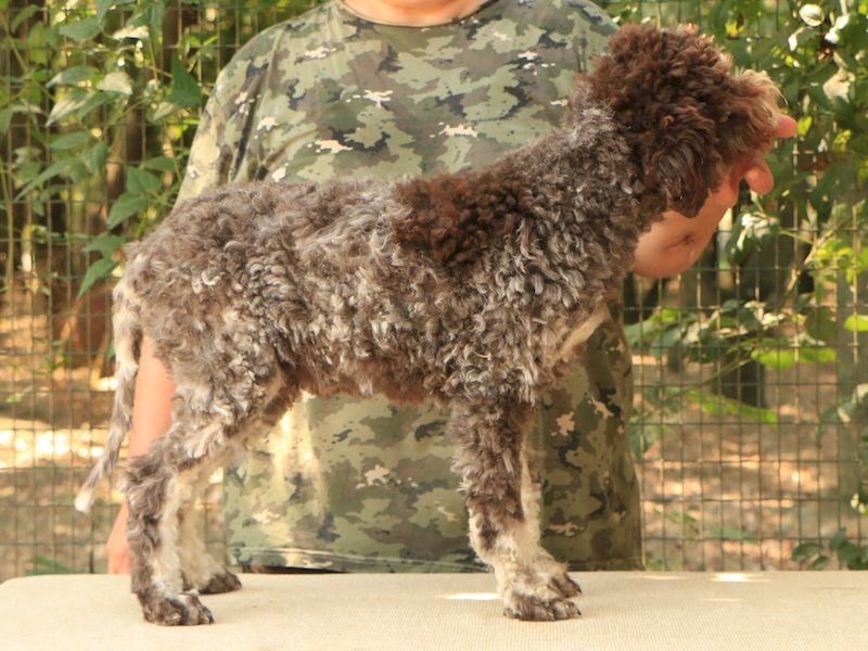 Lagotto romagnolo
