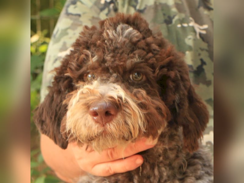 Lagotto romagnolo
