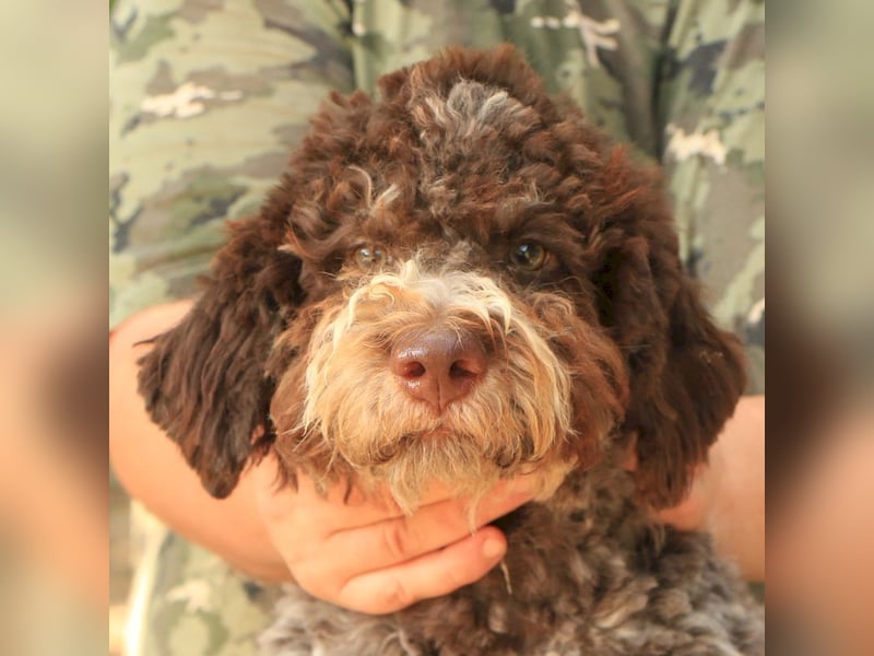 Lagotto romagnolo