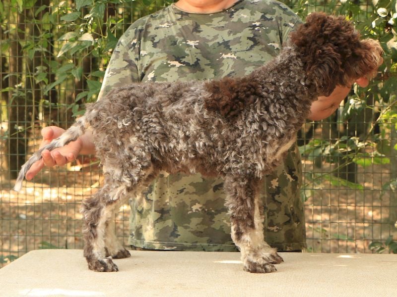 Lagotto romagnolo