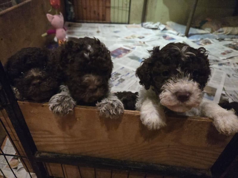 Lagotto Romagnolo Welpen