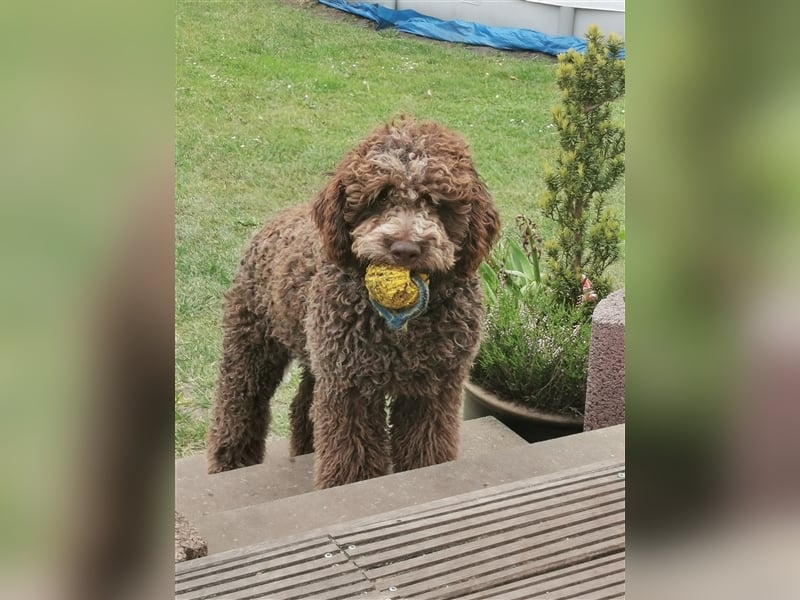 Lagotto Romagnolo Deckrüde