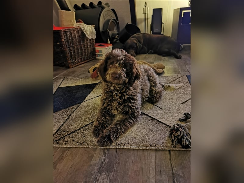 Lagotto Romagnolo Deckrüde