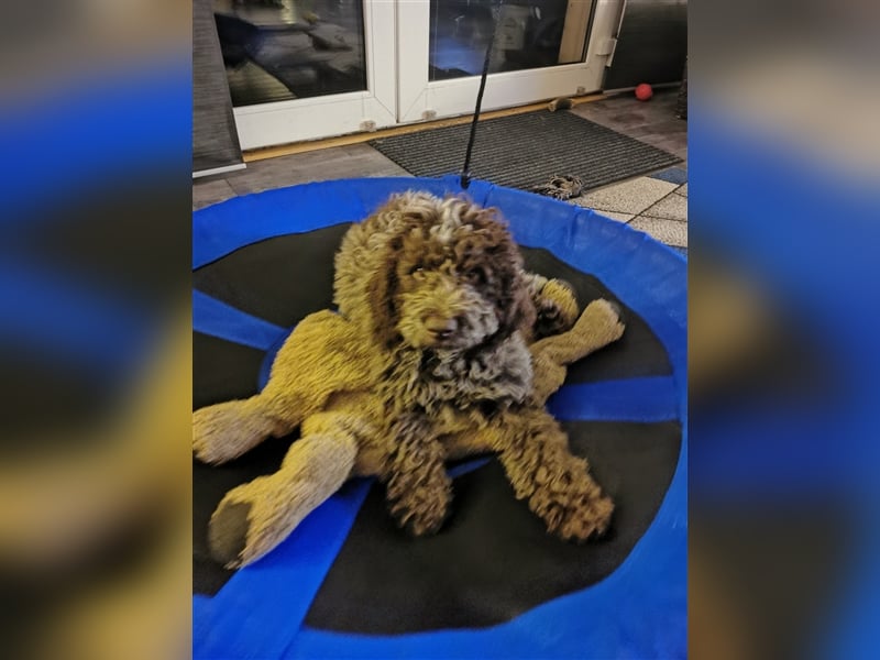 Lagotto Romagnolo Deckrüde