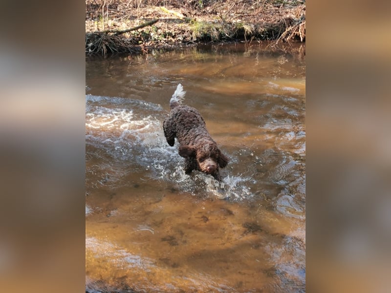 Lagotto Romagnolo Deckrüde