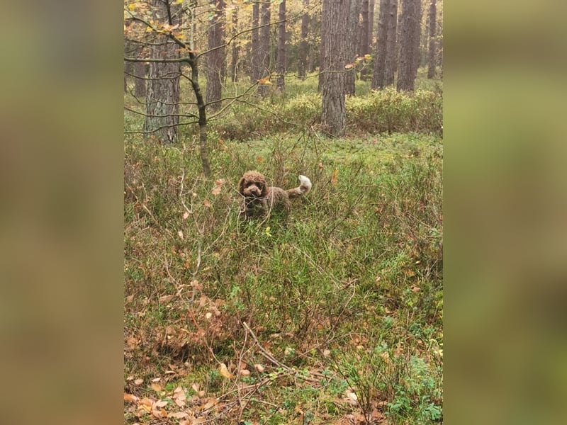 Lagotto Romagnolo Deckrüde