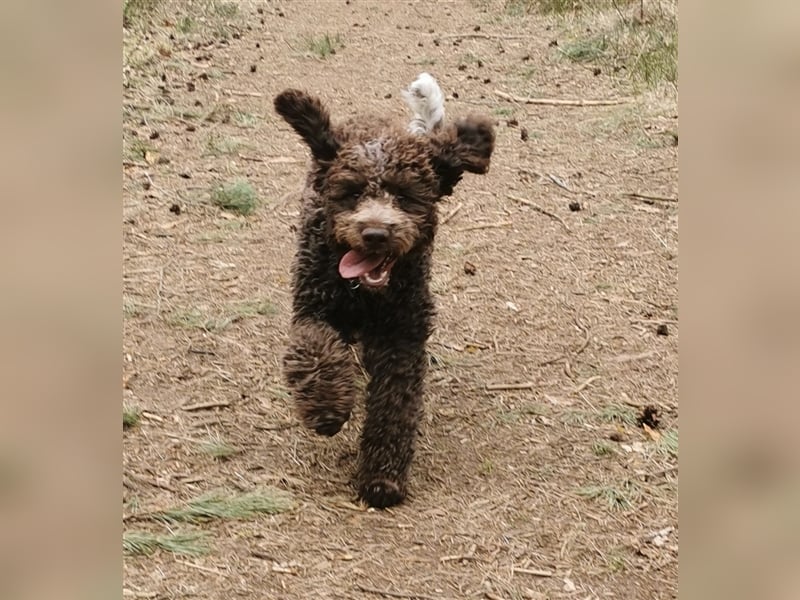 Lagotto Romagnolo Deckrüde