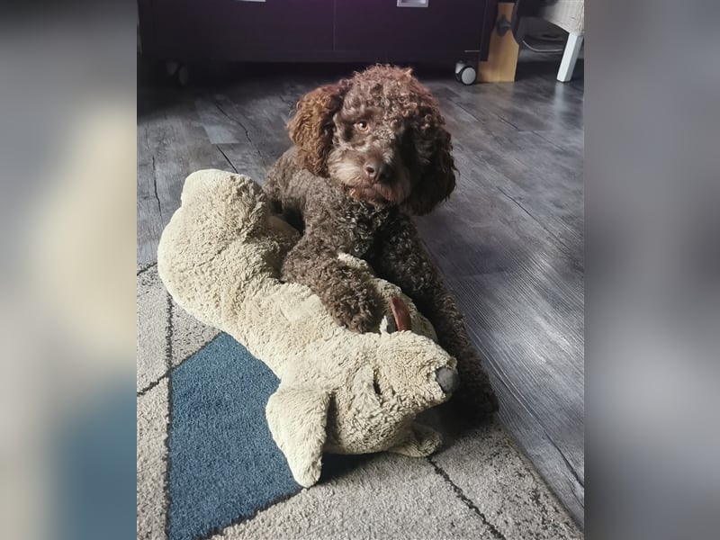 Lagotto Romagnolo Deckrüde