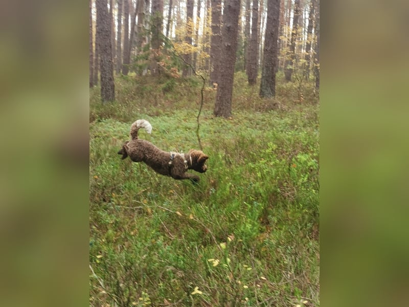 Lagotto Romagnolo Deckrüde