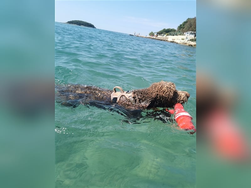 Lagotto Romagnolo Deckrüde