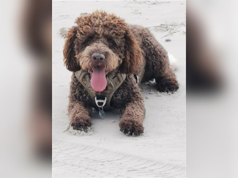 Lagotto Romagnolo Deckrüde