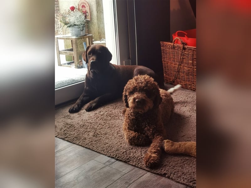 Lagotto Romagnolo Deckrüde